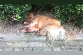 18岁老狗被老人遗弃死亡！上海开出首张罚单！可后续呢…图片