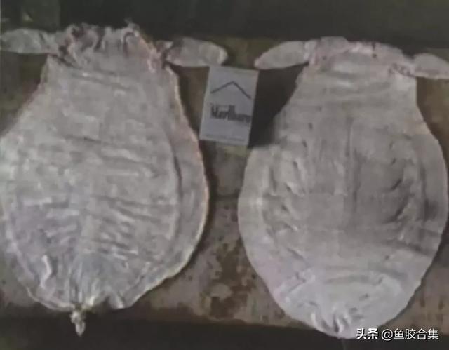 赤嘴鳘鱼胶功效作用 2026年赤嘴鳘鱼胶是什么鱼