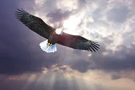 美国女孩花费600万在背后植入“翅膀”，后来能飞吗？图片