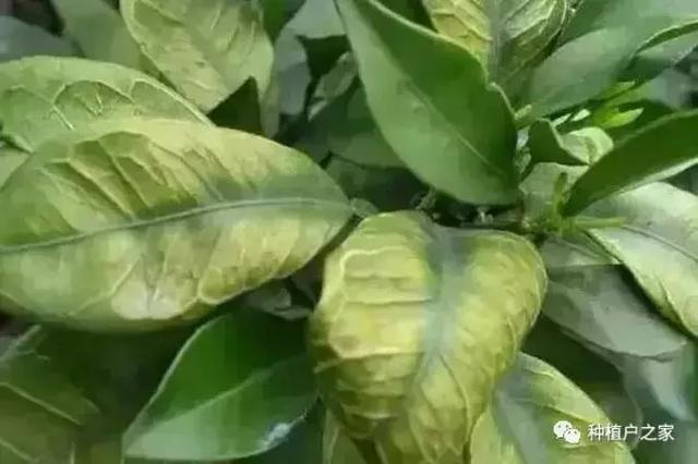 柑桔园缺素预警图，一起来认一认