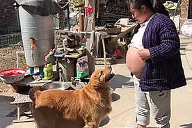 女子挺着孕肚晒太阳，一旁的金毛凑了过来，随后却被暖到了图片