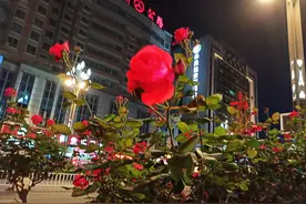 故事：两只小熊要上幼儿园，一只叫迪迪的笨笨熊不想上幼儿园老爱迟到图片