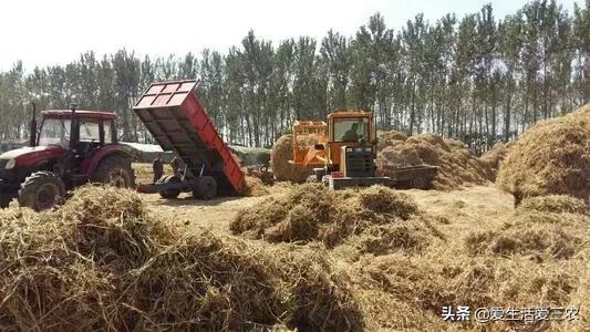 号称“秸秆之王”的花生秸秆，别当柴火烧了，每吨能卖一千多元！