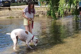 “你为什么不系狗绳？”“我的狗狗很乖的，不会咬人，不用系！”图片