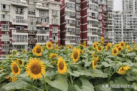 今明两年买房，尽量别碰这“5个楼层”，内行人给出答案，很实用图片