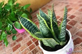 盆底垫点它，不烂根不招虫，花猛长撑爆盆！图片