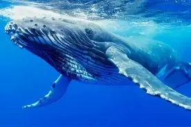 谁是真正的海洋霸主？图片