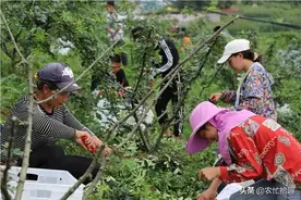 8月大量成熟，摘下2天就变质，干品一斤40元，在南方热卖图片