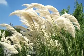 无边花海，奔你而来图片
