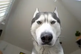 狗狗有N种方法叫你起床，哈士奇超暴力！你家狗会用哪一种？图片