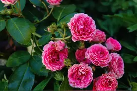 我种了将近200个月季品种，给花友们分享适合广东种植的藤本月季图片