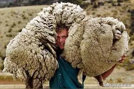 牛羊比人多十倍的新西兰，是如何成为世界前十的发达国家的？图片