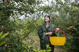 甘肃不仅有静宁红富士和天水花牛，还有3大苹果产区，你知道吗？图片