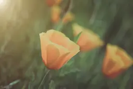 园丁与木匠，照顾者和教导者图片