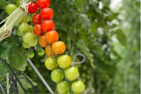 看小麦赤霉病防治、赏万亩风吹麦浪、品小麦美食，大美凤台等你来图片