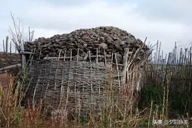 兵团回忆：在草原上捡牛粪图片