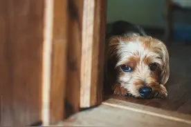 关于狗的13个神奇秘密，你知道吗？图片