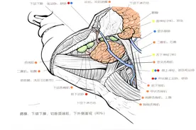 灵魂画手！协和学子绘制人体解剖结构"火了"，网友：学医还得有美术功底图片