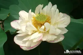 我国传统水生蔬菜的起源图片