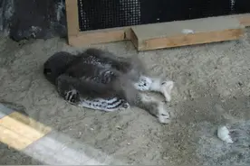 18个“小猫头鹰睡姿”萌出新高度，睡到“头也不见”太猎奇图片