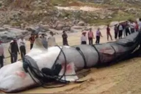 新疆湖泊有“水怪”出没，牛羊被拖进水中消失，专家终于找到真凶图片