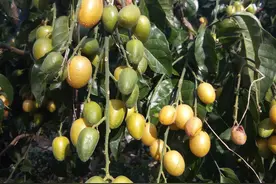 岭南佳果，深受众人喜爱的黄皮果图片