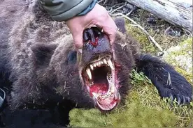 俄16岁少年遇难！从史上最恶劣熊吃人事件来看，吃人熊有多恐怖？图片