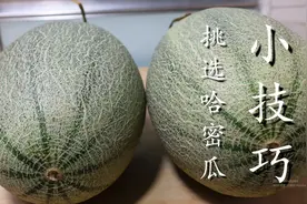 哈密瓜挑选有诀窍，牢记5点，个个清脆多汁，真是太实用了图片