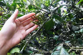 这种茶树上的“螃蟹脚”，以前当寄生草看，如今价值不菲，请珍惜图片