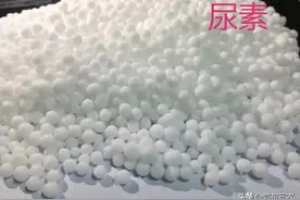 尿素直接撒施等于丢钱，掌握好方法，肥料恰到好处，肥效最高图片