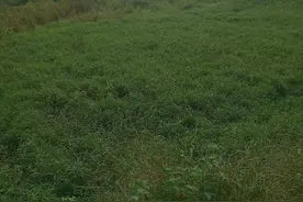 一片荒芜 触目惊心图片