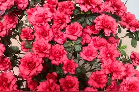 杜鹃花再不开花，花期都该过了，半死不活的样子好难过图片