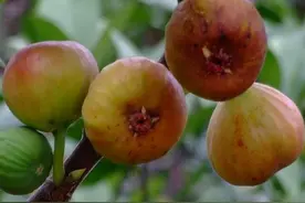 无花果可以种在家里吗？答案是肯定的，原因就在这“3点”里图片