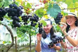 禁止使用磷酸二氢钾！这时候一定要禁止图片