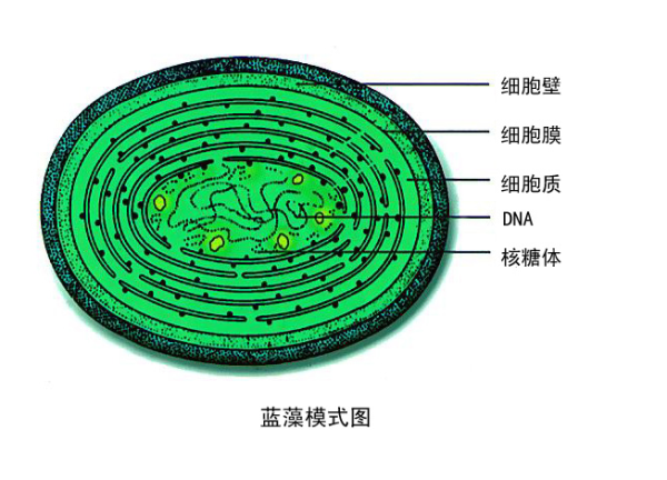 高中生物学习经验分享