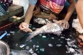 在农村集市买鱼，自己拿鱼回家宰，鱼贩为啥就会不卖了？图片