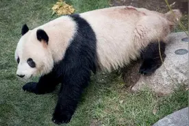 贪玩！大熊猫在丹麦动物园逃出豪宅溜达 被逮了个正着图片