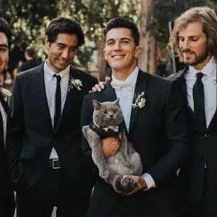 英国短毛猫丨蓝猫