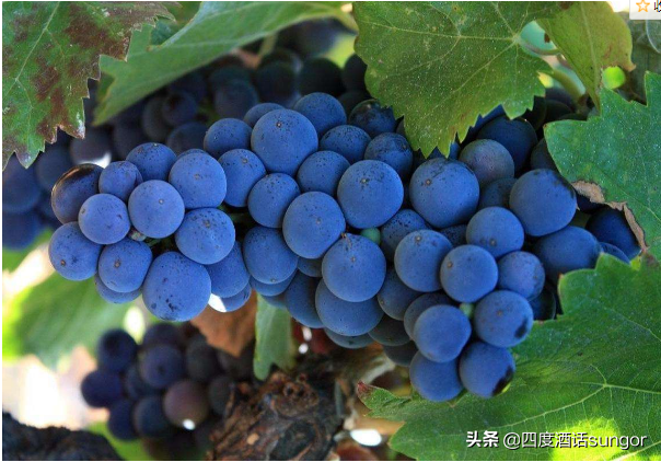 10年经验1篇文章，细数行业内幕，让你更懂葡萄酒