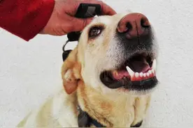金毛犬最听话？不瞒你说，这5种狗狗也很听话图片
