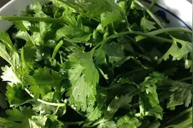 食物感官品鉴：“不好意思，我天生不吃香菜”还真有道理图片