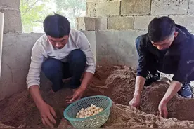 南丰甲鱼蛋购销两旺图片