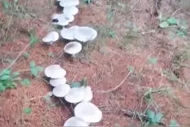 云南一女子采蘑菇，发现蘑菇排成长队，网友：通往童话世界的路吗图片