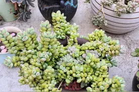 这5种多肉植物，每一个都香气飘飘，有大家中意的款吗？图片