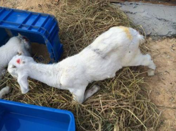 羊拉稀是什么原因?羊拉肚子怎么治疗见效快?这里有好方法