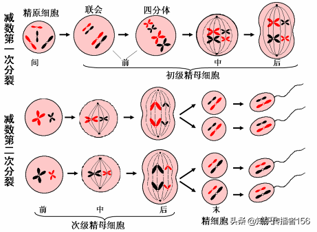 生物必修2复习知识点