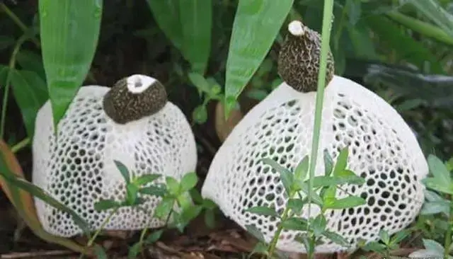 云南10种野生菌，你最喜欢吃哪几个？