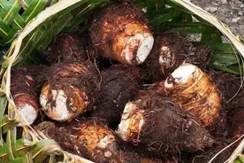 农村5种地下蔬菜，全程不长虫不用打药，种下去就有得吃的懒人菜图片