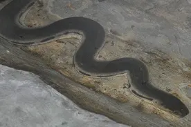 马来西亚，蛇类的圣地，无数蛇族齐聚图片