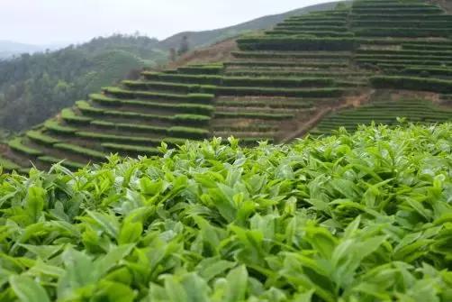 红茶研究院丨鲜叶篇：蛋白质和氨基酸